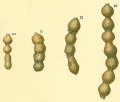 Chromista - Foraminifera (foraminifers)