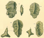 Chromista - Foraminifera (foraminifers)