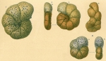 Veleroninoides jeffreysii