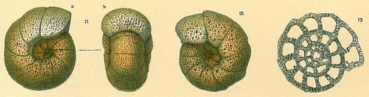Veleroninoides scitulus