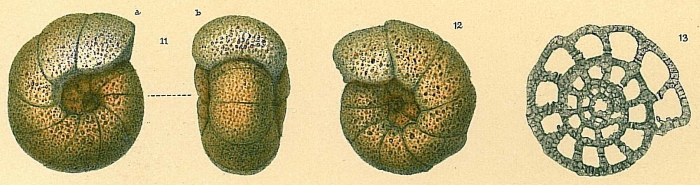 Veleroninoides scitulus Veleroninoides scitulus