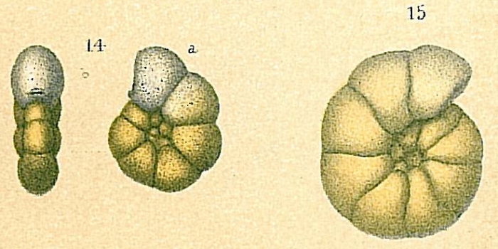 Veleroninoides wiesneri