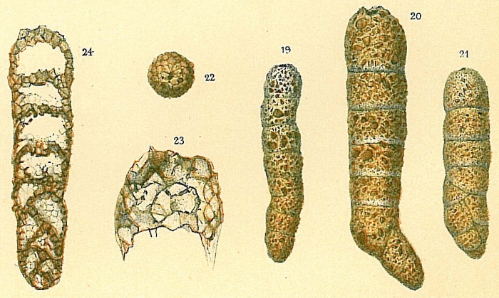 Bigenerina cylindrica Bigenerina cylindrica