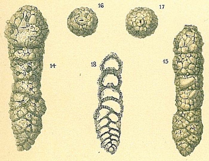 Bigenerina nodosaria