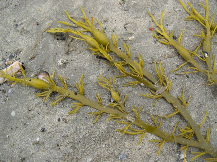 Ascophyllum nodosum (Linnaeus) Le Jolis, 1863 Ascophyllum nodosum (Linnaeus) Le Jolis, 1863