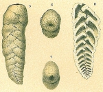 Planctostoma luculenta