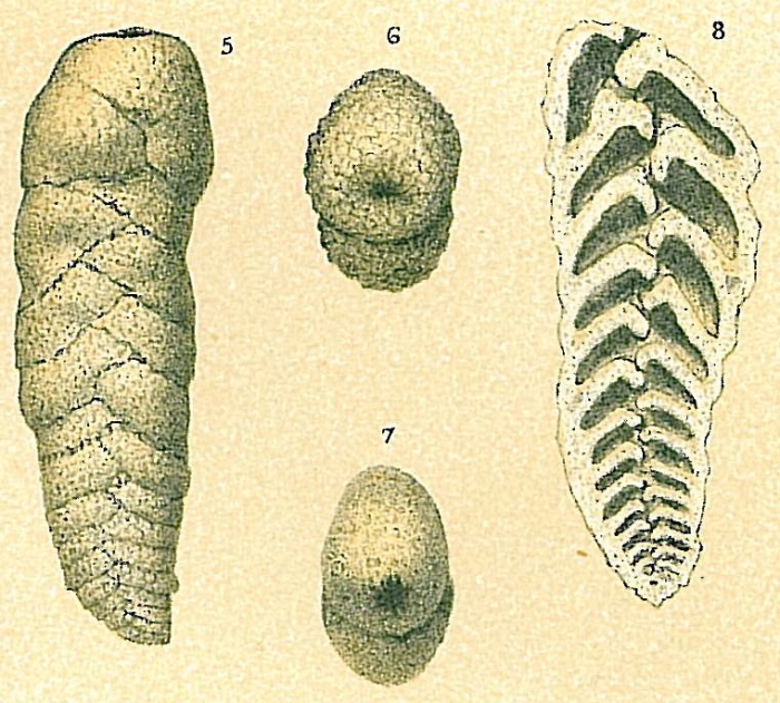 Planctostoma luculenta Planctostoma luculenta