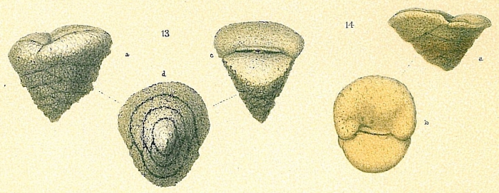 Sahulia conica