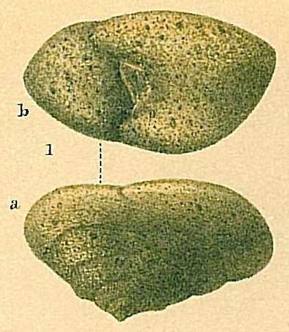 Sahulia conica