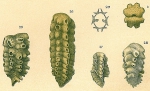 Chromista - Foraminifera (foraminifers)