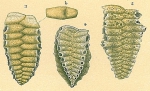 Chromista - Foraminifera (foraminifers)