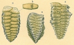 Siphoniferoides transversarius