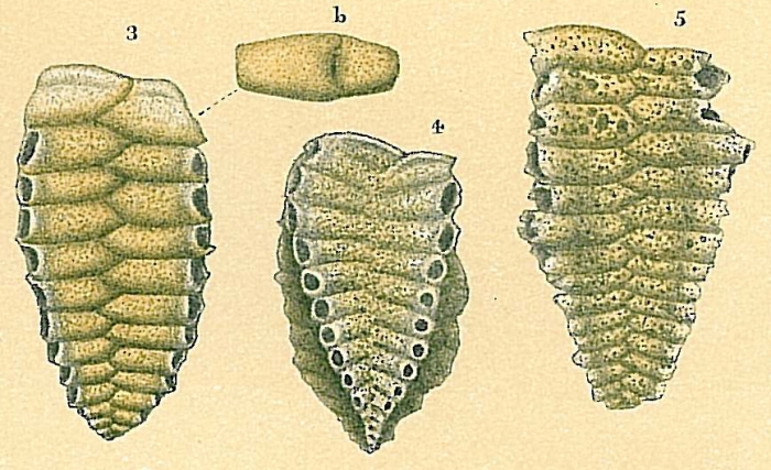 Siphoniferoides transversarius