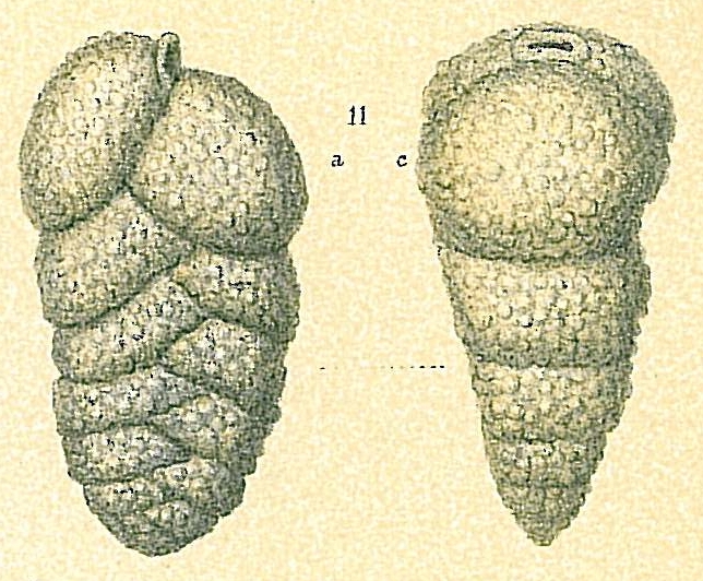 Siphotextularia rolshauseni