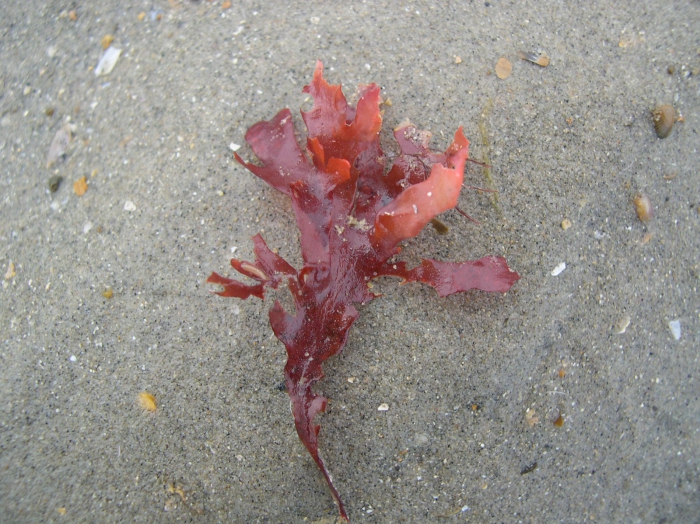 Chondrus crispus Stackhouse, 1797 