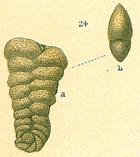 Spiroplectammina sp.nov.