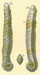 Spiroplectella earlandi