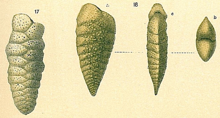 Spiroplectinella wrightii Spiroplectinella wrightii