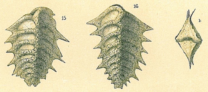 Spirorutilus carinatus