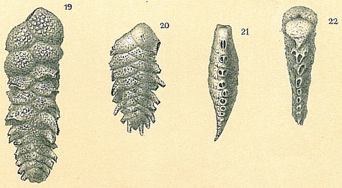 Spirotextularia fistulosa Spirotextularia fistulosa