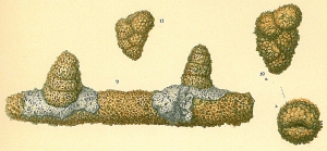 Textularia hystrix