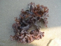 Rhodophyta (red algae)