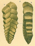 Chromista - Foraminifera (foraminifers)