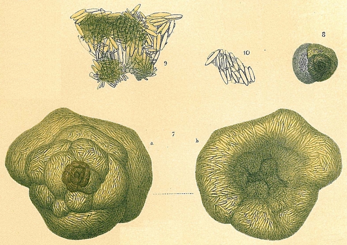 Carterina spiculotesta Carterina spiculotesta