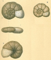 Chromista - Foraminifera (foraminifers)