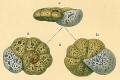 Chromista - Foraminifera (foraminifers)