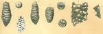 Tritaxilina caperata