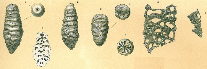 Tritaxilina caperata Tritaxilina caperata