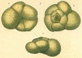 Chromista - Foraminifera (foraminifers)