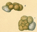 Chromista - Foraminifera (foraminifers)