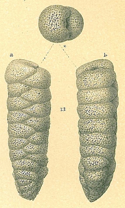 Dorothia bradyana Dorothia bradyana