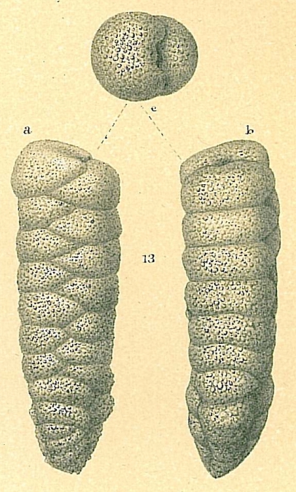 Dorothia bradyana