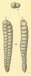 Chromista - Foraminifera (foraminifers)