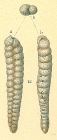 Dorothia pseudofiliformis
