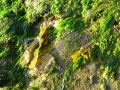 Chlorophyta (green algae)