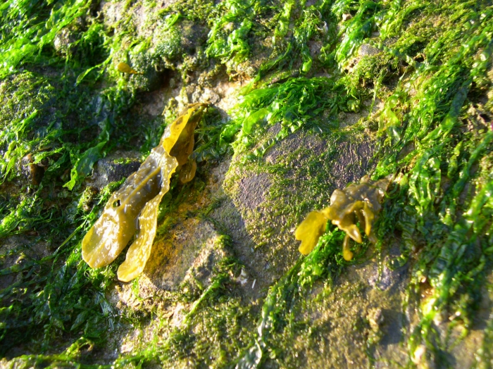 Enteromorpha intestinalis (Linnaeus) Nees, 1820 + Fucus vesiculosus Linnaeus, 1753 