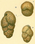 Dorothia scabra