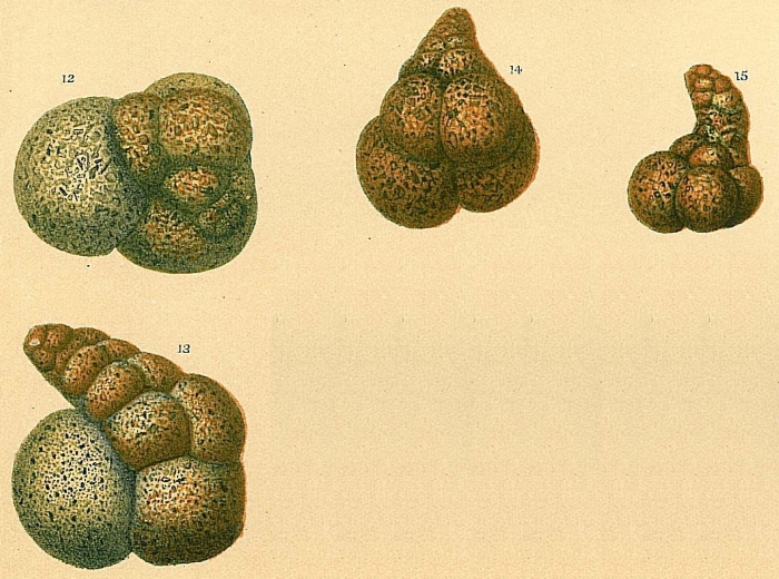 Globotextularia anceps