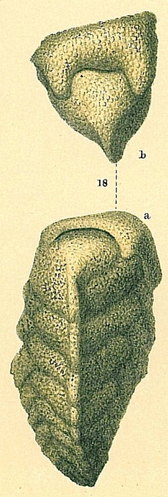 Pseudogaudryina atlantica Pseudogaudryina atlantica