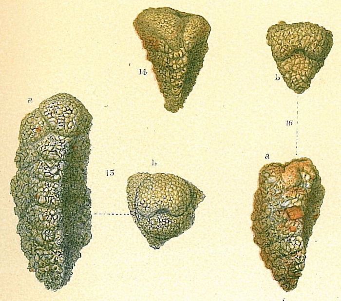 Pseudogaudryina sp.nov1.