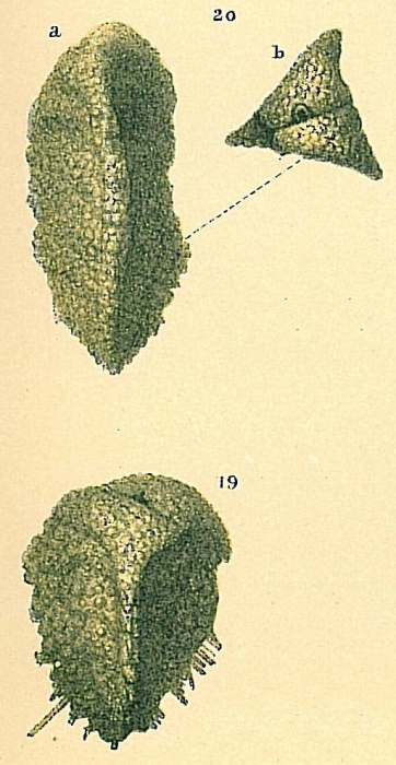 Pseudogaudryina sp.nov2. Pseudogaudryina sp.nov2.