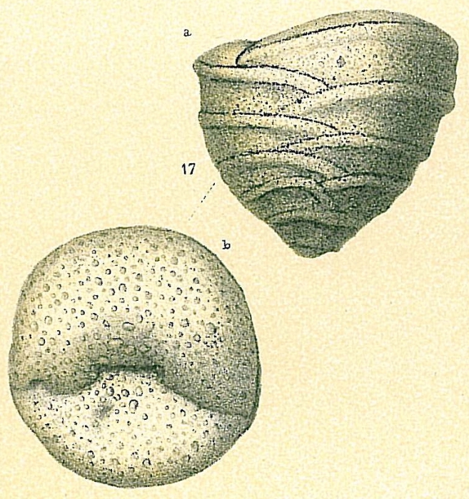 Textulariella barrettii