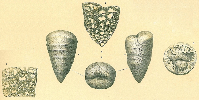 Textulariella barrettii Textulariella barrettii