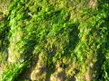 Chlorophyta (green algae)