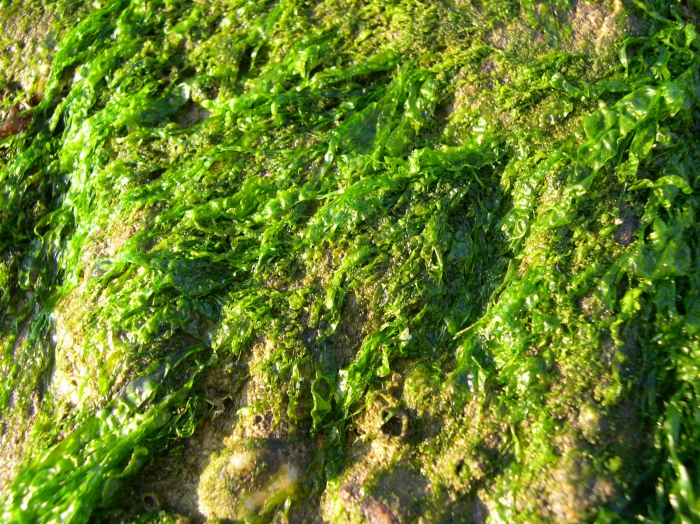 Enteromorpha intestinalis (Linnaeus) Nees, 1820 Enteromorpha intestinalis (Linnaeus) Nees, 1820