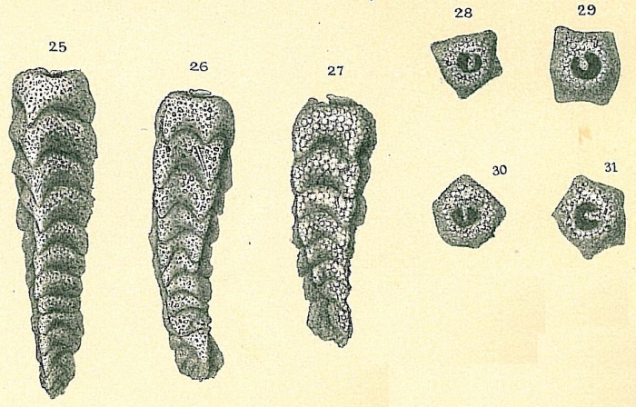 Clavulina difformis